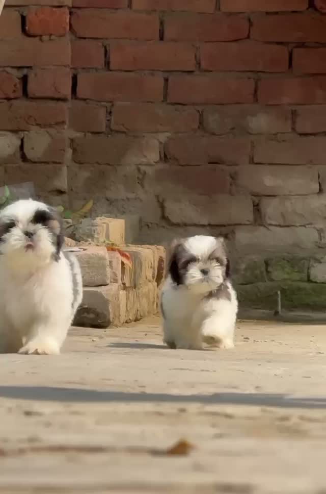 Shih Tzu | Black Color, farm video