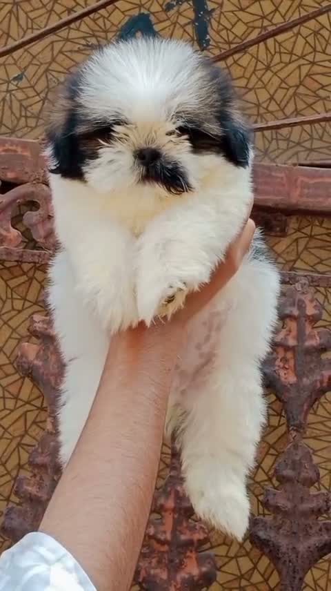 Shih Tzu | Black Color, farm video