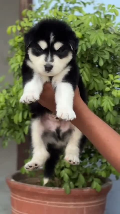 Siberian Husky Puppy | Black & White Color, farm video