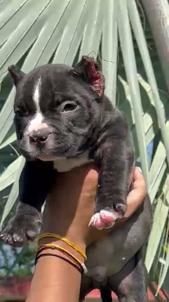 American Bully Pocket Size Puppy, farm video