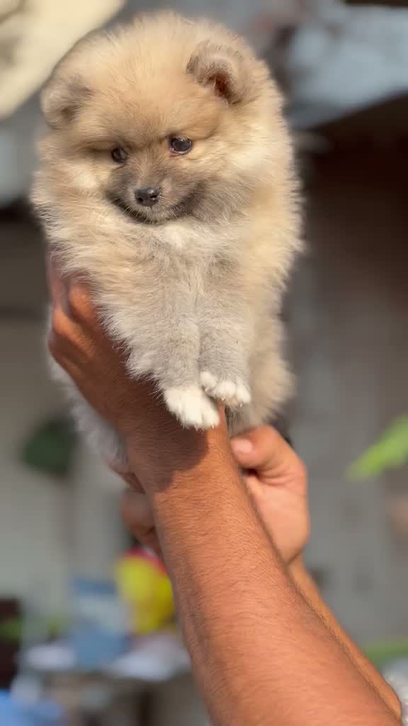 Pomeranian Puppy, farm video