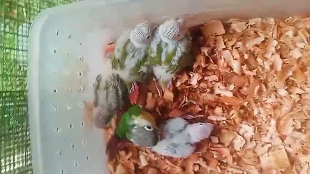 Pineapple Headed Conure, farm video