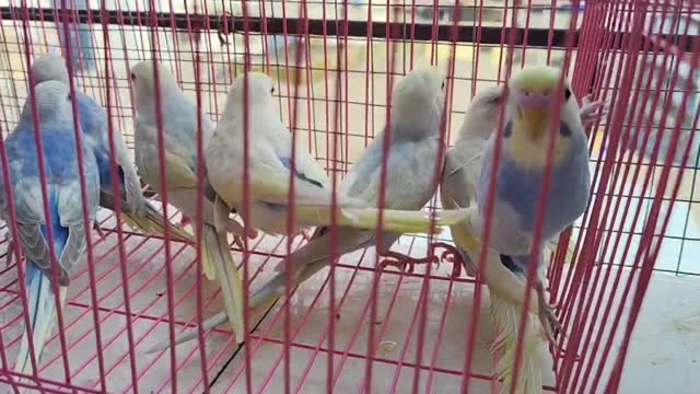 Budgies | Fallow, farm video