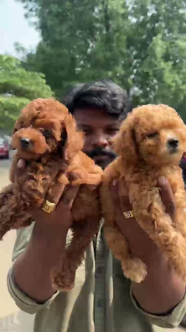 Dachshund Puppy | Brown, farm video