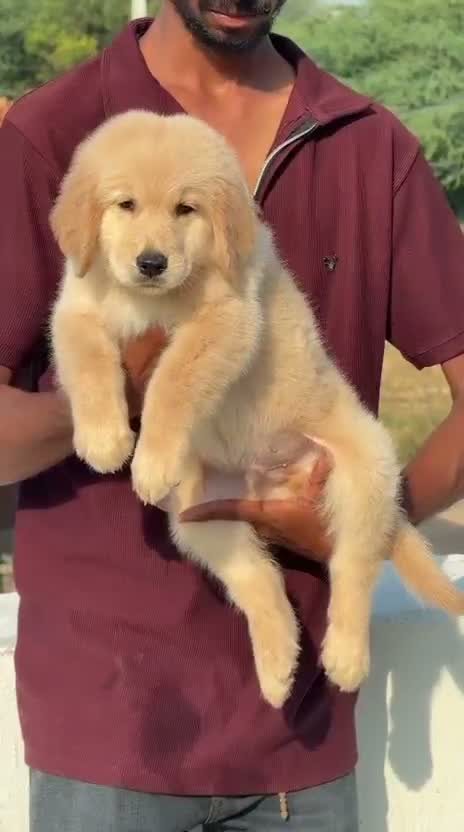 Golden Retriever, farm video