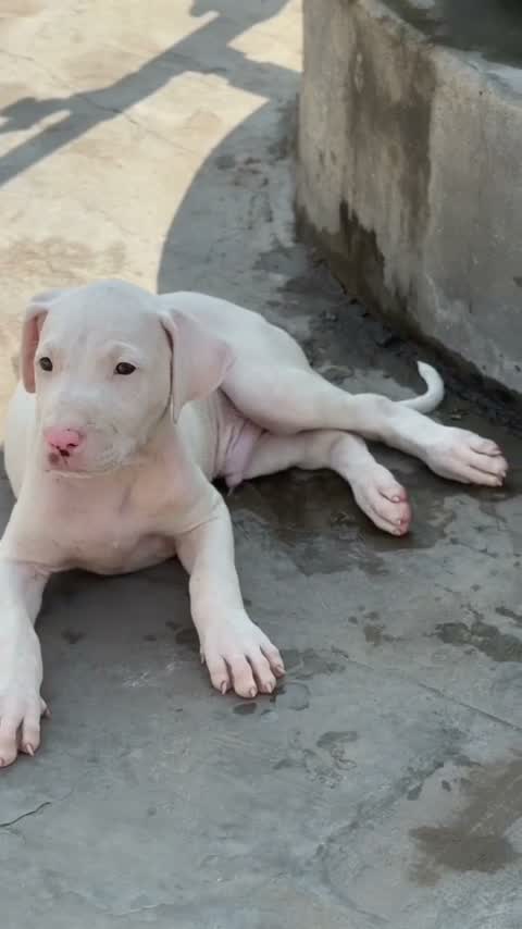 American Bully Pocket Size Puppy, farm video