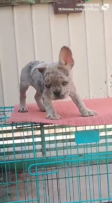 French Bulldog Puppy, farm video