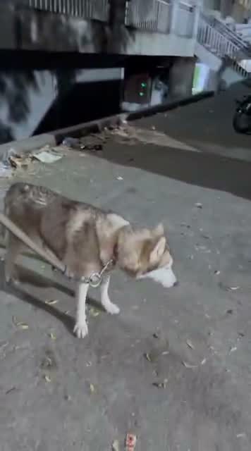 Siberian Husky Puppy | Black & White Color, farm video