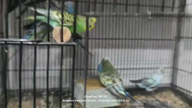 Budgies | Fallow, farm video