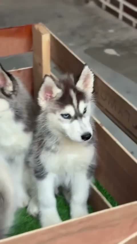 Siberian Husky Puppy | Black & White Color, farm video