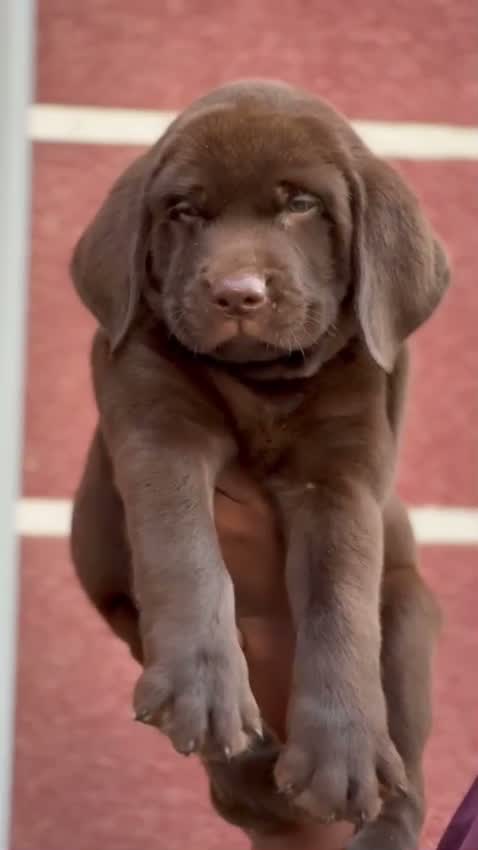 Beagle Black & Tan Puppy, farm video