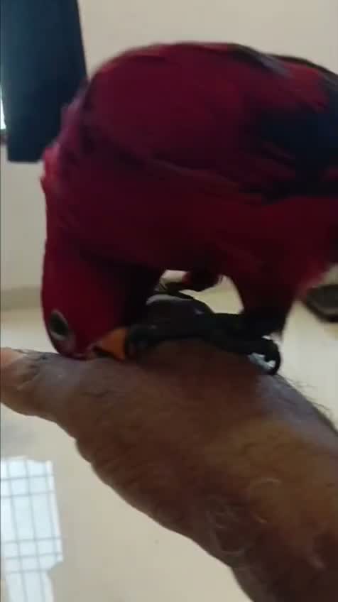 Chattering Lorikeet, farm video