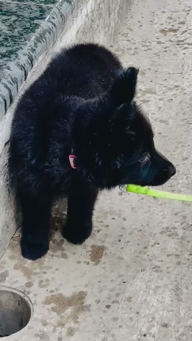 German Shepherd Puppy, farm video