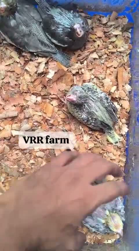 Cockatiel, farm video