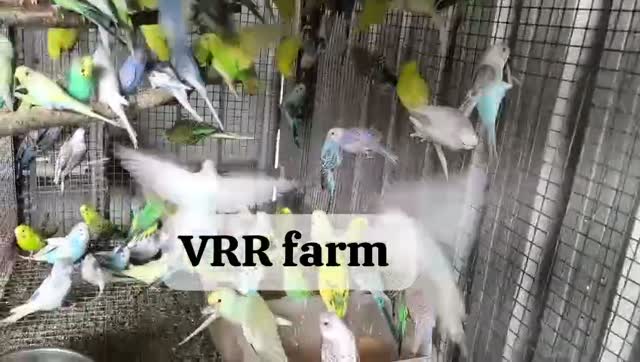 African Love Birds, farm video