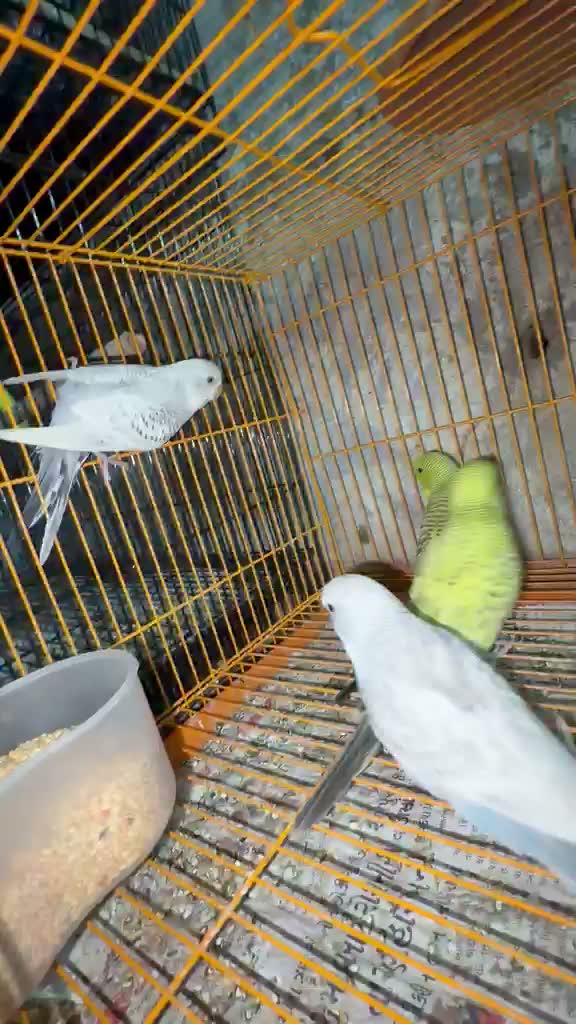 Budgies | Fallow, farm video