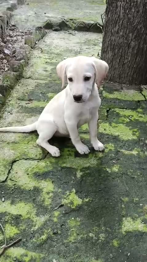 Beagle Black & Tan Puppy, farm video
