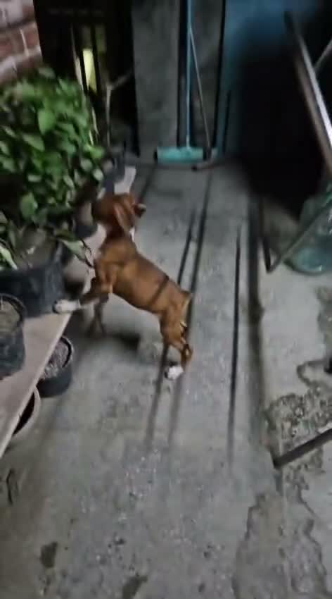 Boxer Puppy, farm video