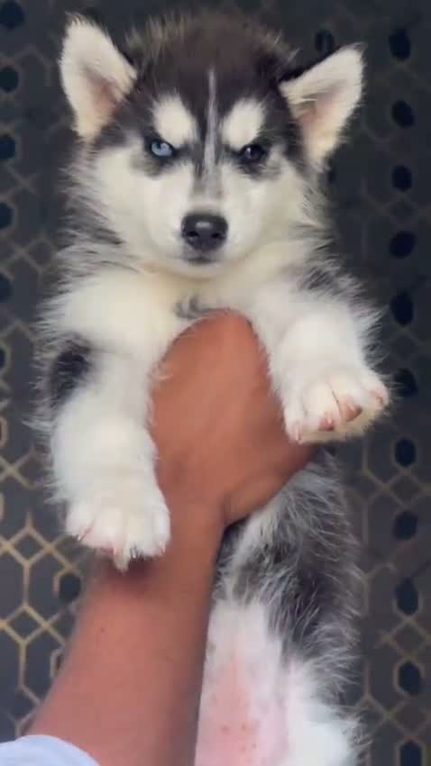 Siberian Husky Puppy | Black & White Color, farm video