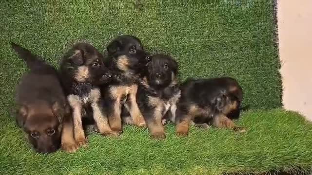 German Shepherd Puppy, farm video