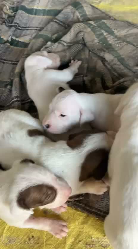 American Bully Pocket Size Puppy, farm video