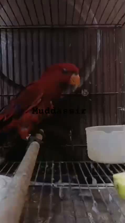 Chattering Lorikeet, farm video