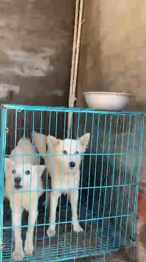 Pomeranian Puppy, farm video