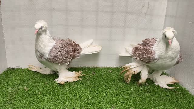 Chotiyal Pigeon, farm video
