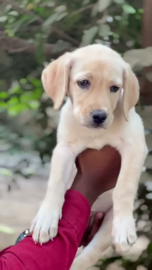 Beagle Black & Tan Puppy, farm video