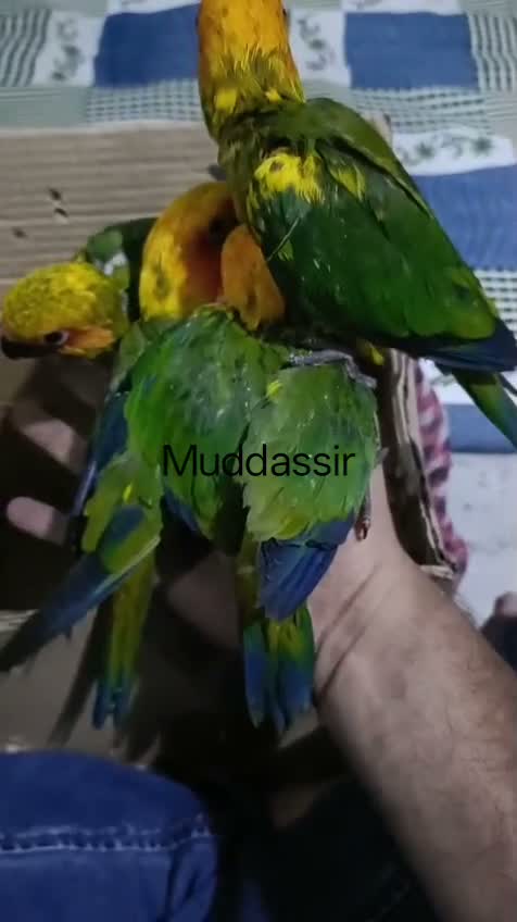 Sun Conure, farm video