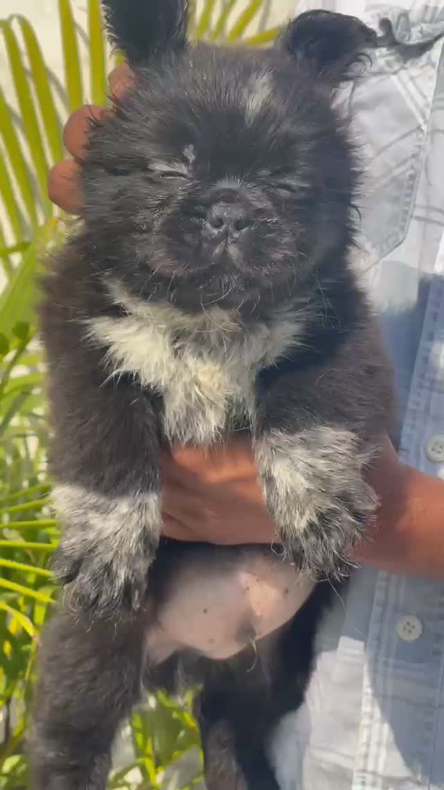 French Bulldog Puppy, farm video