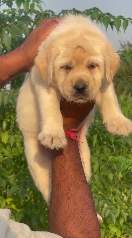 Dachshund Puppy | Brown, farm video