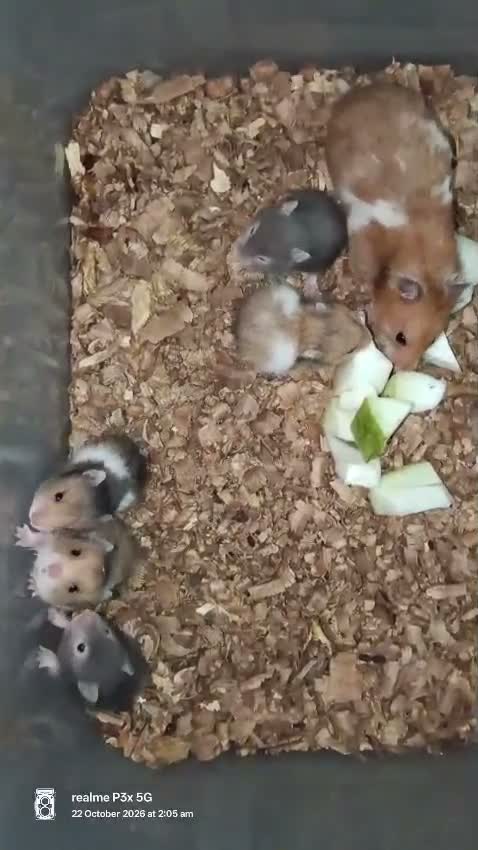 Guinea Pig Babies, farm video