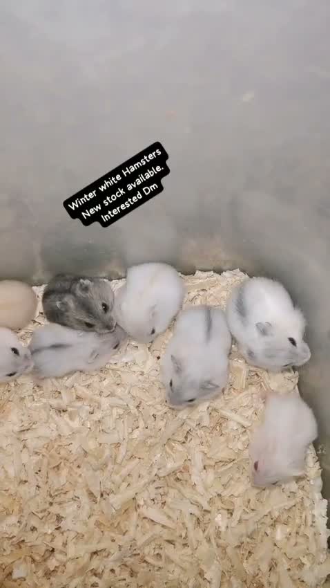 Dwarf Hamster Babies | Adults, farm video