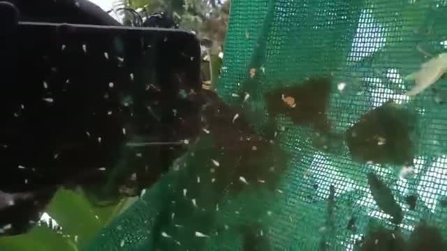 African Grey Parrot, farm video