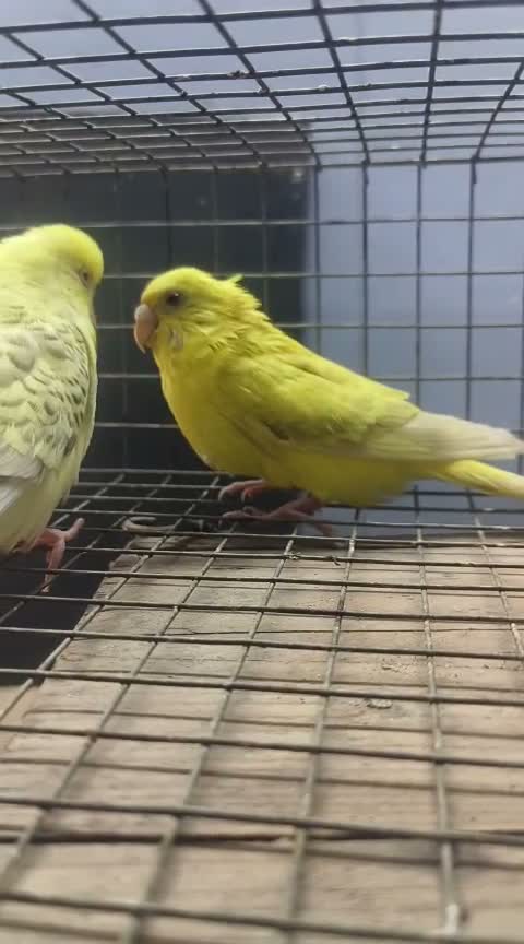 Budgies | Fallow, farm video