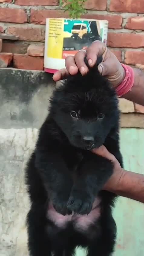 German Shepherd Puppy, farm video