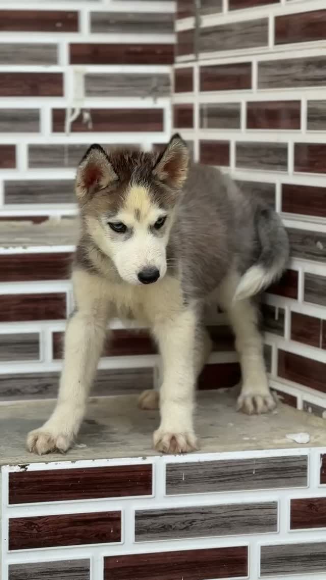 Siberian Husky Puppy | Black & White Color, farm video