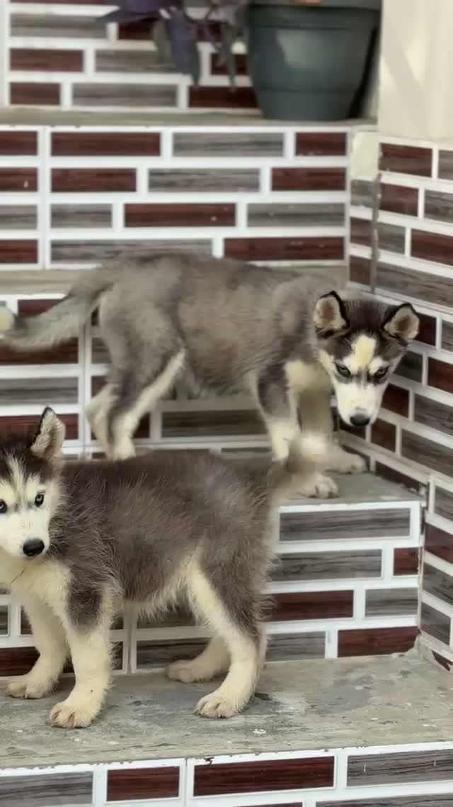 Siberian Husky Puppy | Black & White Color, farm video