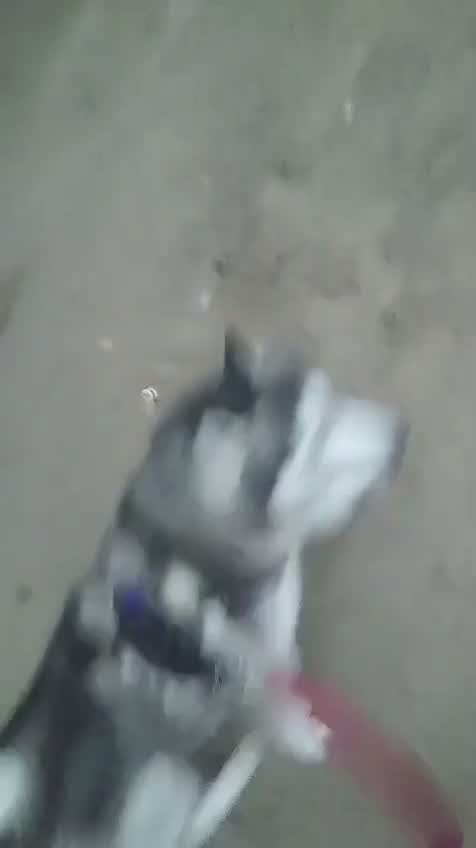 Siberian Husky Puppy | Black & White Color, farm video