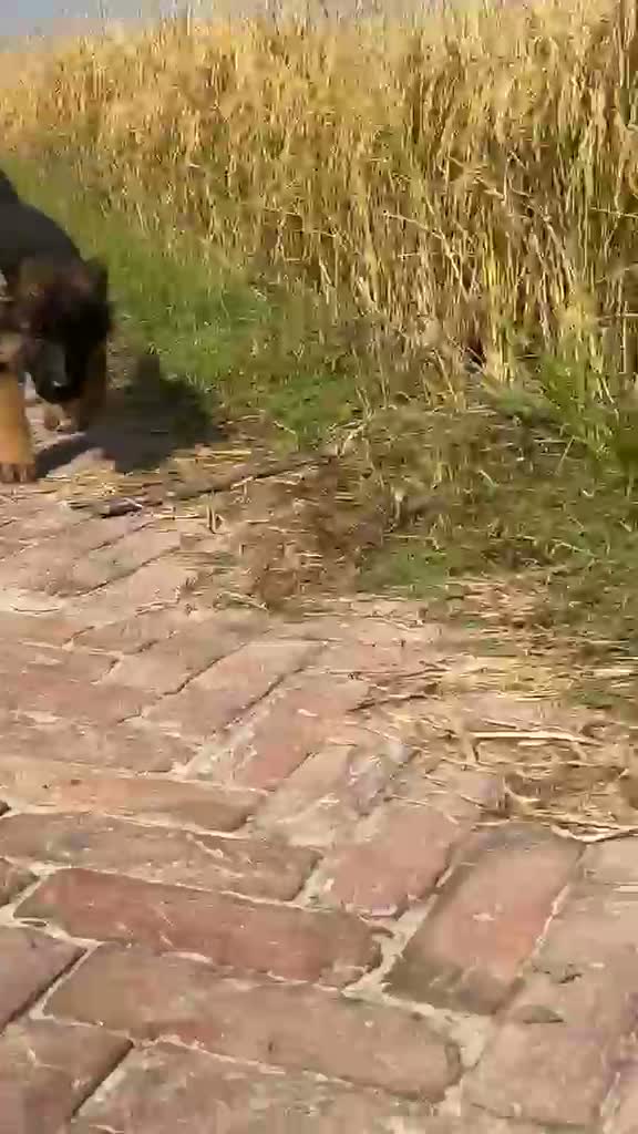 German Shepherd Puppy, farm video