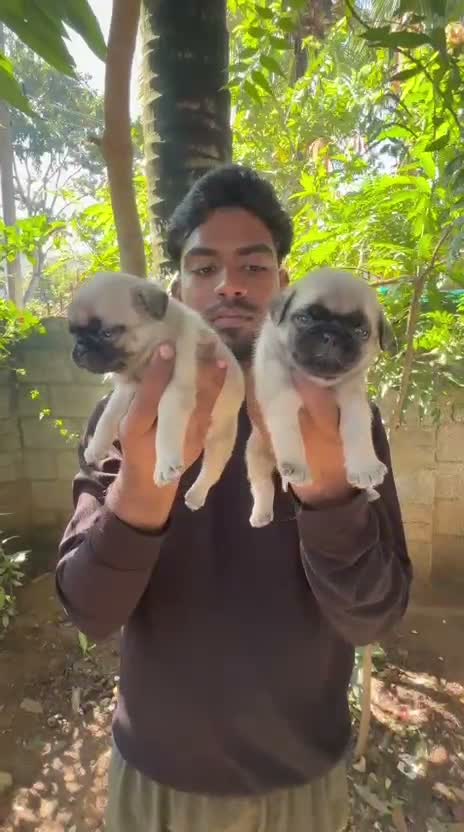 Pug Puppy, farm video