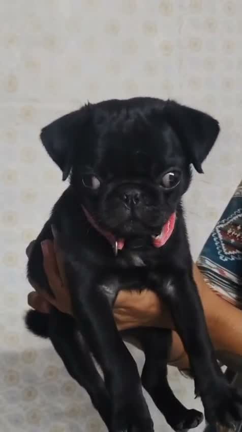 Pug Puppy, farm video
