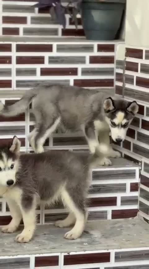Siberian Husky Puppy | Black & White Color, farm video