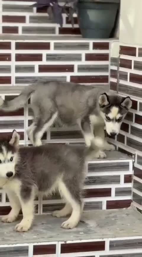 Siberian Husky Puppy | Black & White Color, farm video