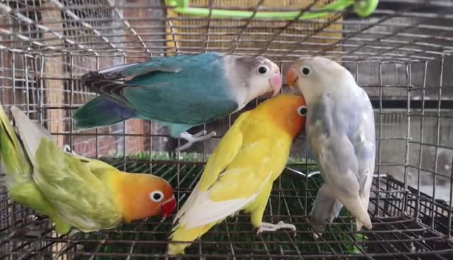 African Love Birds, farm video