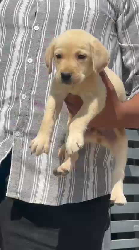 Beagle Black & Tan Puppy, farm video