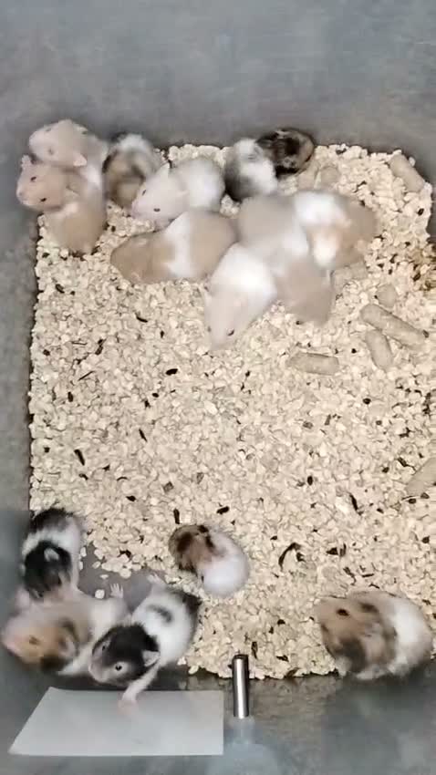 Dwarf Hamster Babies | Adults, farm video