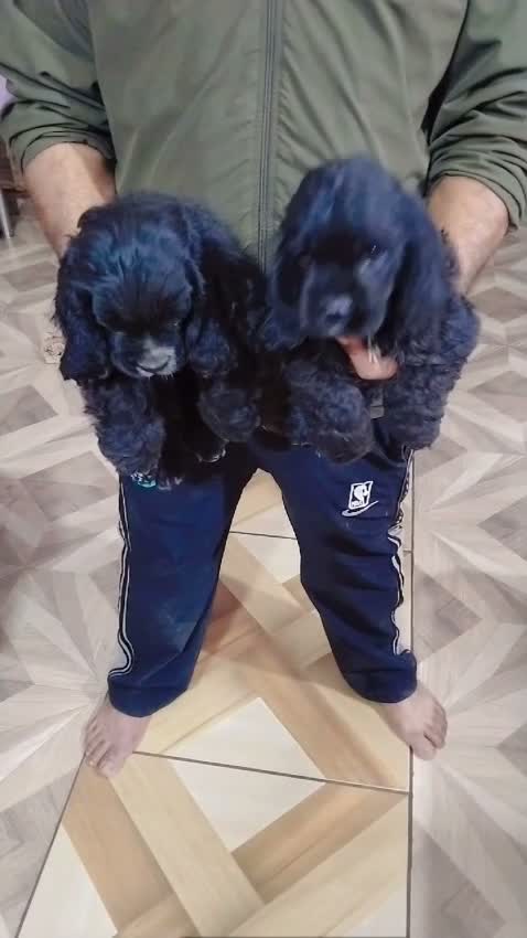 Cocker Spaniel Puppy, farm video