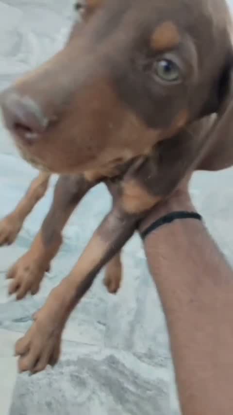 European Doberman Puppy, farm video